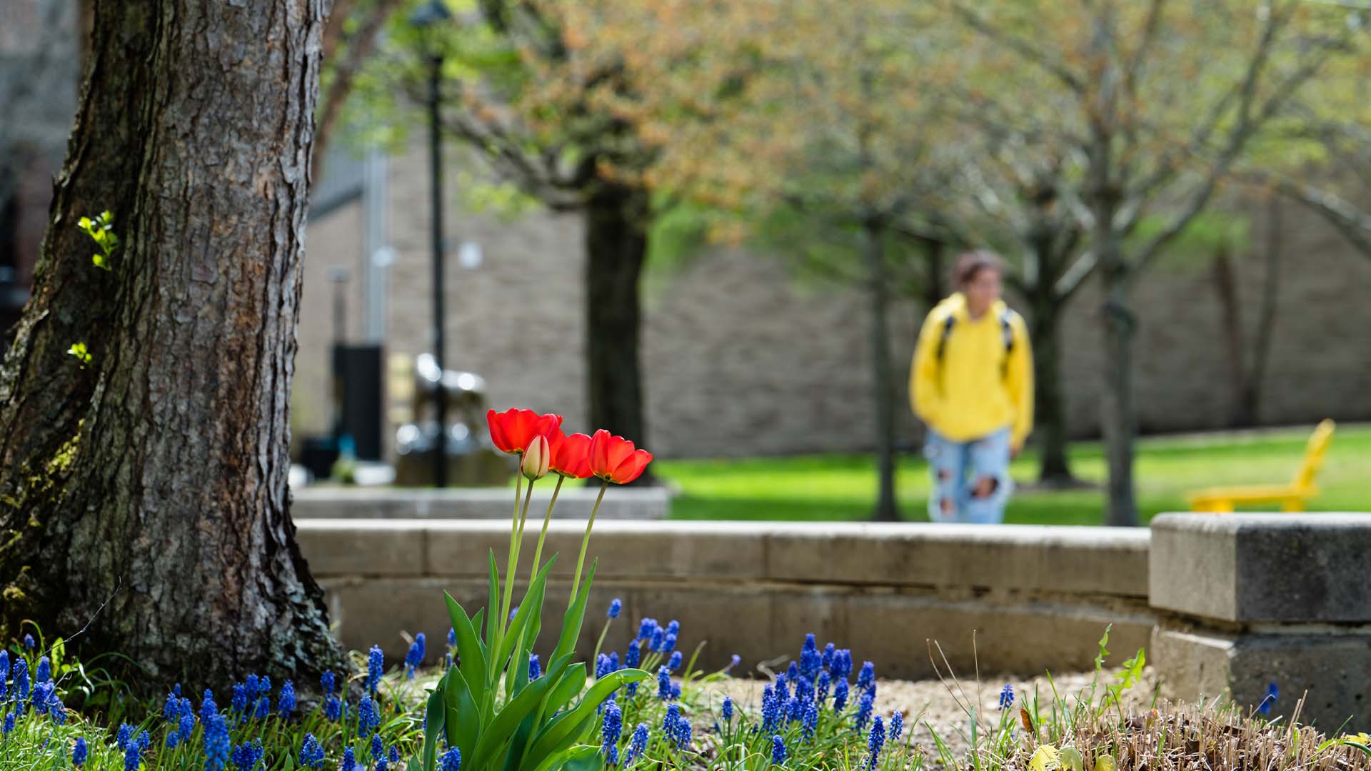 MCLA campus flowers and a student walking